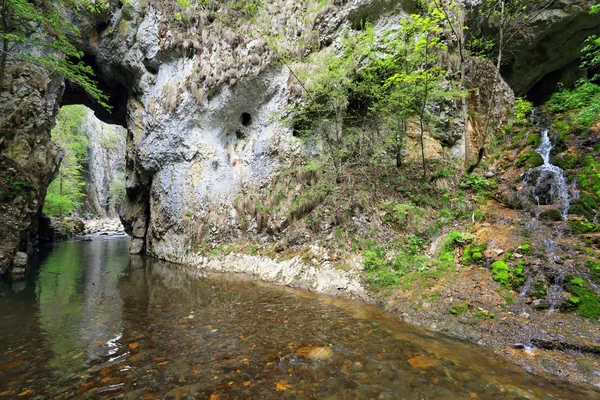 Vår i Ramet Gorges, Transilvania, Romania – stockfoto