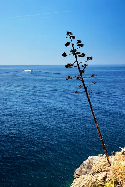 Via del Amore, Cinque Terre, Itália — Fotografia de Stock