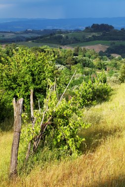 Toskana, İtalya, Avrupa'nın asma