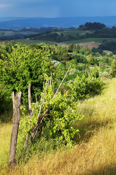 Виноград в Тоскане, Италия, Европа — стоковое фото