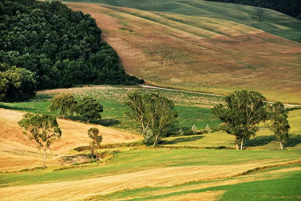Naturskön utsikt över typiskt Toscana landskap, Italien — Stockfoto