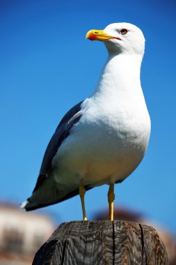 Yalnız martı Venedik, İtalya