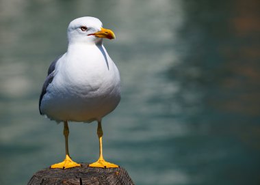 Lonely seagull in Venice, Italy clipart