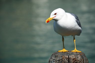 Yalnız martı Venedik, İtalya