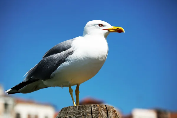 Gaviota solitaria en Venecia, Italia — Foto de Stock