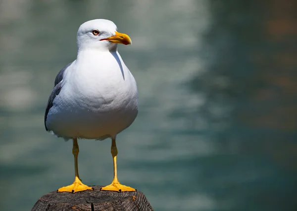 Ensam mås i Venedig, Italien — Stockfoto