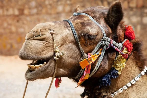 Καμήλα στην έρημο thar, Ινδία — Φωτογραφία Αρχείου
