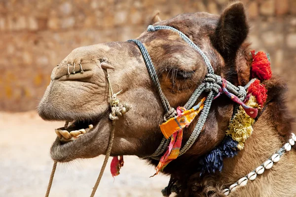 Camel no deserto de Thar, Índia — Fotografia de Stock