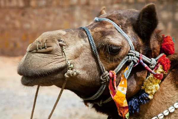 Camel no deserto de Thar, Índia — Fotografia de Stock