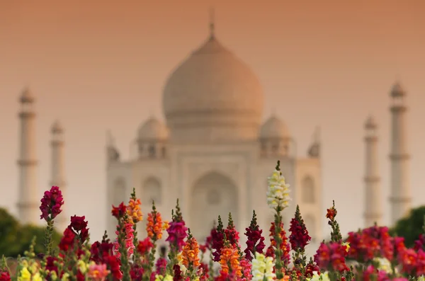 Taj Mahal in sunset light, Agra, Uttar Pradesh, India — Stock Photo, Image