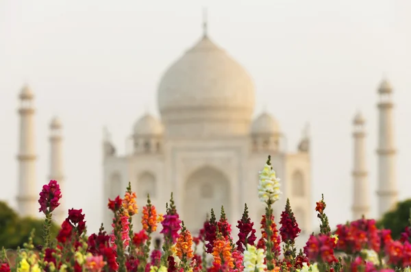 Taj Mahal in sunset light, Agra, Uttar Pradesh, India — Stock Photo, Image