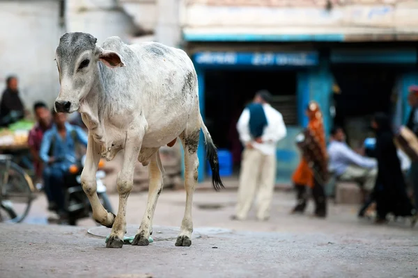 Cena de rua em Jodhpur, Rajasthan, Índia — Fotografia de Stock