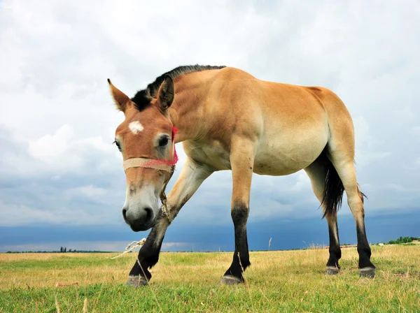 Young colt — Stock Photo, Image