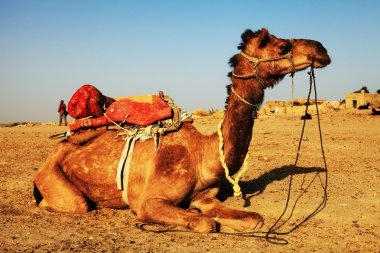 deve thar çöl, Hindistan