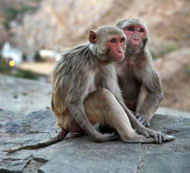 maymun Tapınağı galwar bagh ayında jaipur, Hindistan