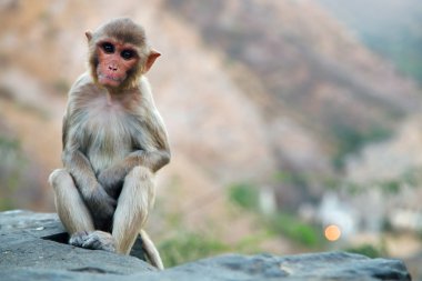 maymun Tapınağı galwar bagh ayında jaipur, Hindistan