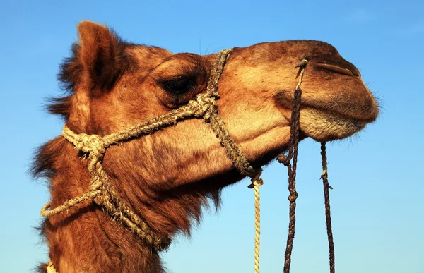 Kamel i Thar Ørken, Indien - Stock-foto