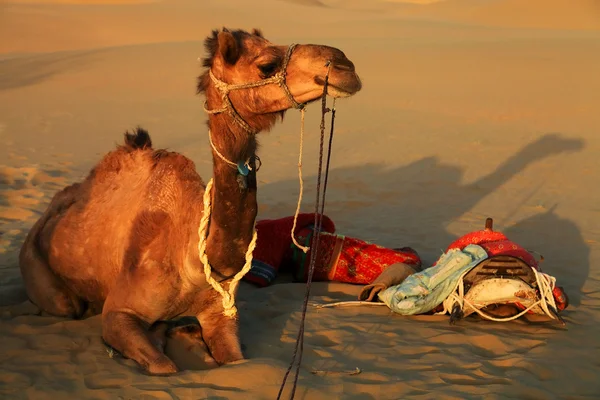 Верблюд в пустыне Тхар, Индия — стоковое фото