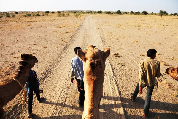 Cammello nel deserto di Thar, India — Foto Stock