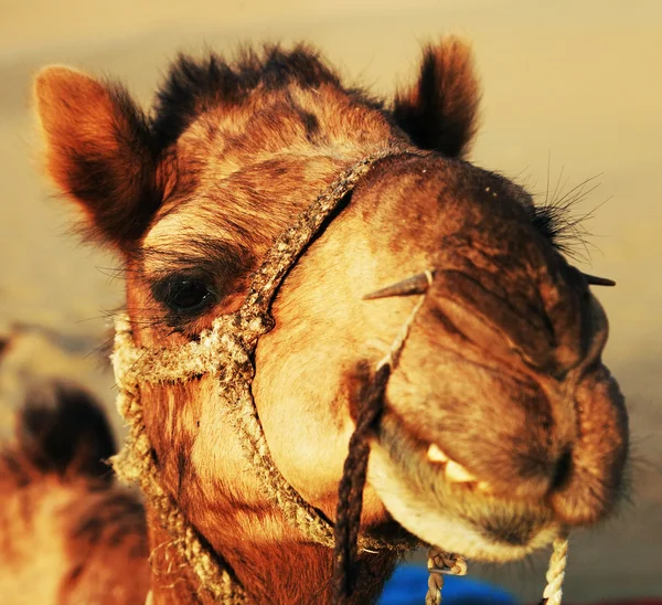 Camel in Thar Desert, India — Stock Photo, Image