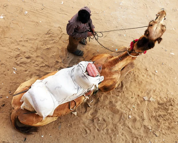 Velbloud v poušti thar, Indie — Stock fotografie