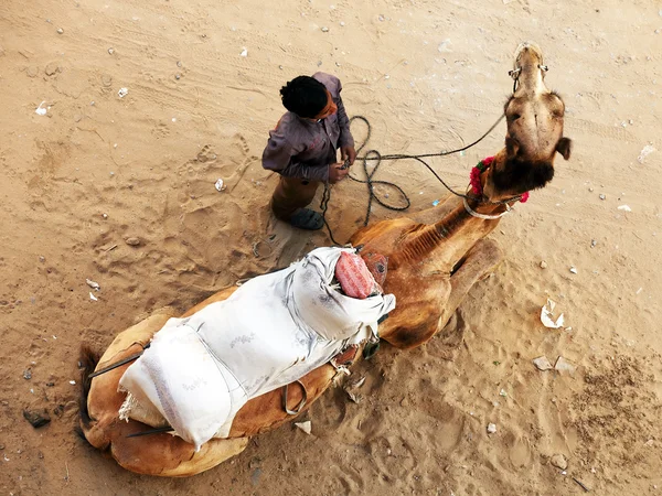 Camel no deserto de Thar, Índia — Fotografia de Stock