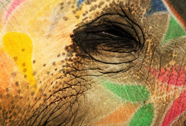 자이푸르, 라자 스 탄, 인도에 그려진된 코끼리 — 스톡 사진