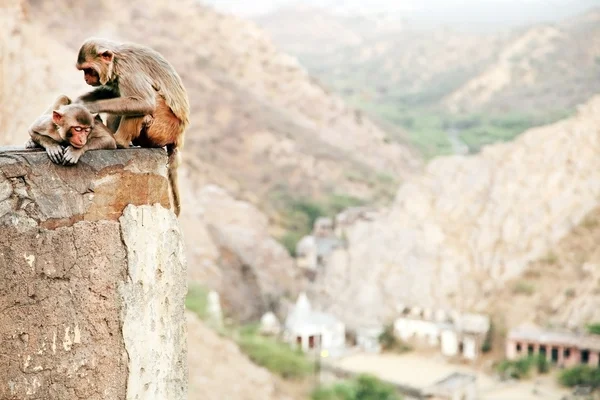 Bagh galwar ναού μαϊμού σε jaipur, Ινδία — Φωτογραφία Αρχείου