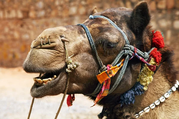 Camelo adornado no deserto de Thar, Índia — Fotografia de Stock