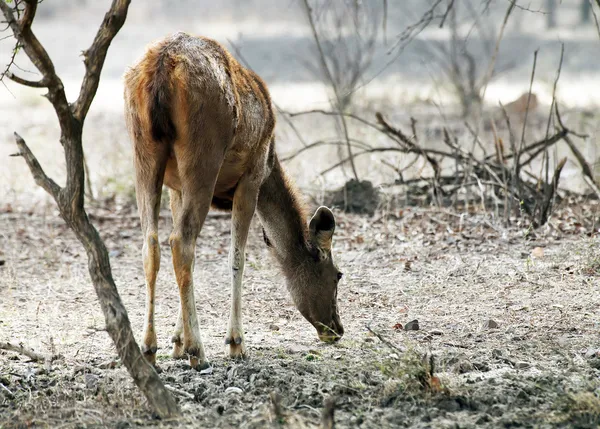 Axel hjort (axel axel) i ranthambore nationalpark, Indien, Asien — Stockfoto