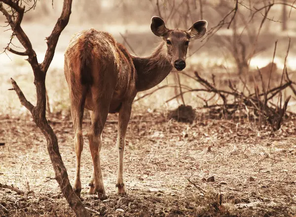 Cervo dell'asse (asse dell'asse) nel parco nazionale di Ranthambore, India, Asia — Foto Stock