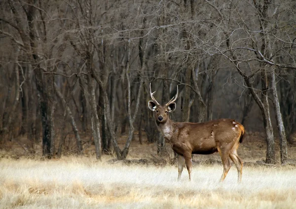 Ranthambore nationalpark, Indien, Asien — Stockfoto