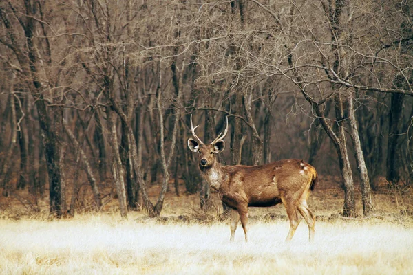 Ranthambore national park, Indie, Azja — Zdjęcie stockowe