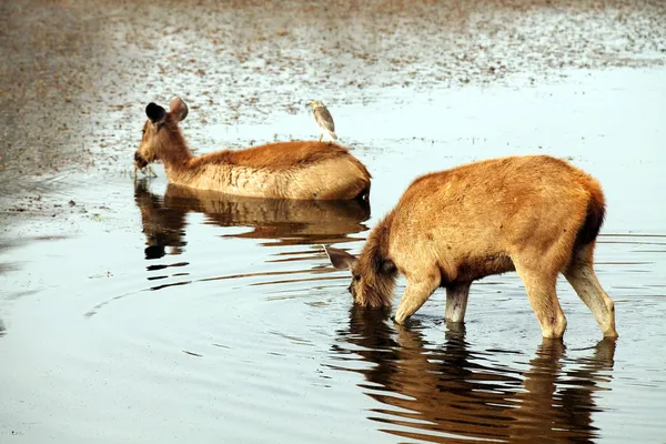 Ranthambore national park, Indie, Azja — Zdjęcie stockowe