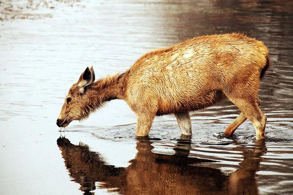 Ranthambore national park, Indie, Azja — Zdjęcie stockowe