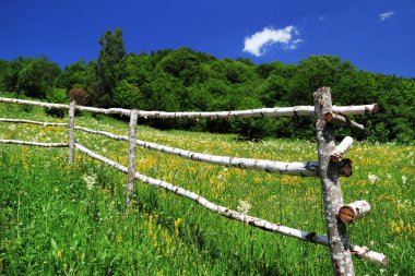 dağ bahar çiçekleri