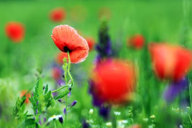 Poppies günbatımı ışık