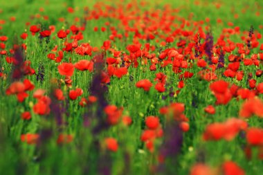 Poppies günbatımı ışık