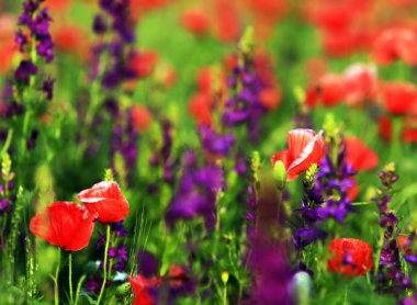 Poppies günbatımı ışık