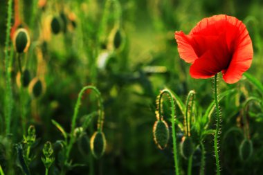 Poppies günbatımı ışık