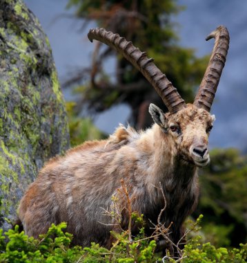 dağ keçisi aiguilles rouges rezervasyonunuzu yaparken, Fransa