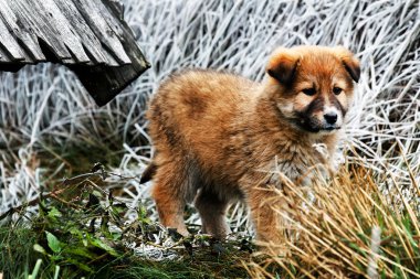 Estonya tazı köpek yavrusu