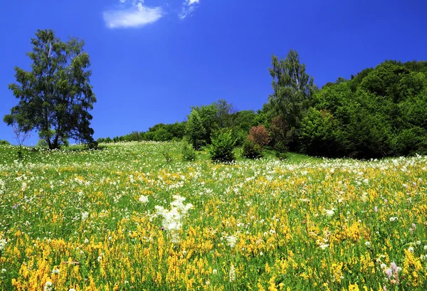 山的春天的花朵 — 图库照片