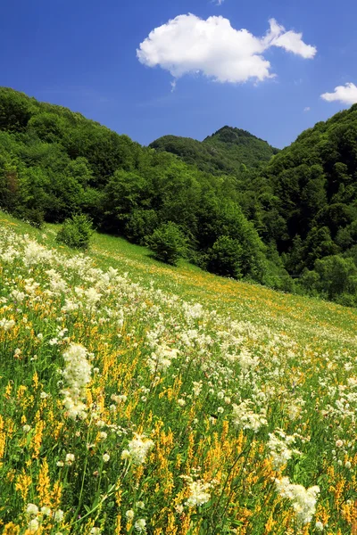 Mountain spring flowers — Stock Photo, Image