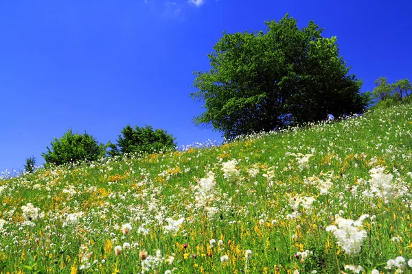 Frühlingsblumen — Stockfoto