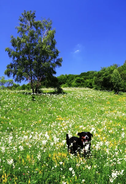 Mountain spring flowers — Stock Photo, Image