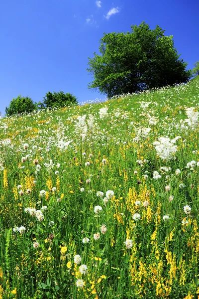 山的春天的花朵 — 图库照片