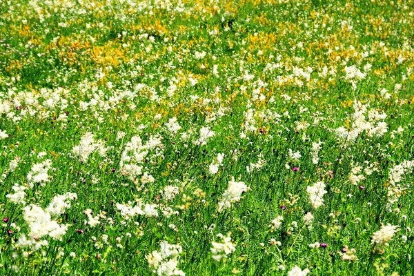 Mountain spring flowers — Stock Photo, Image