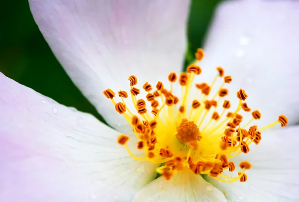 Imagen de flor abstracta — Foto de Stock