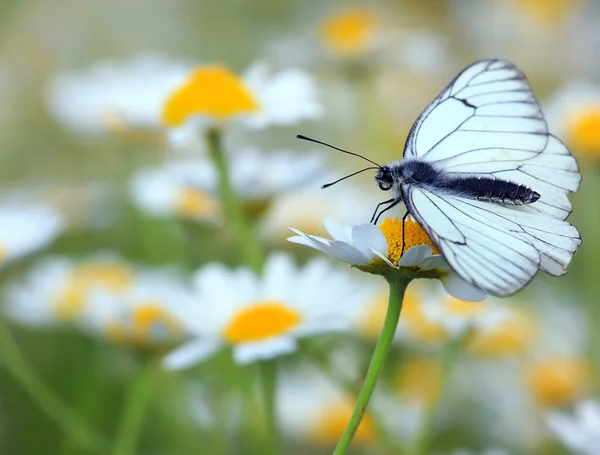 Papillon sur une fleur — Photo